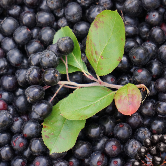 aronia.png